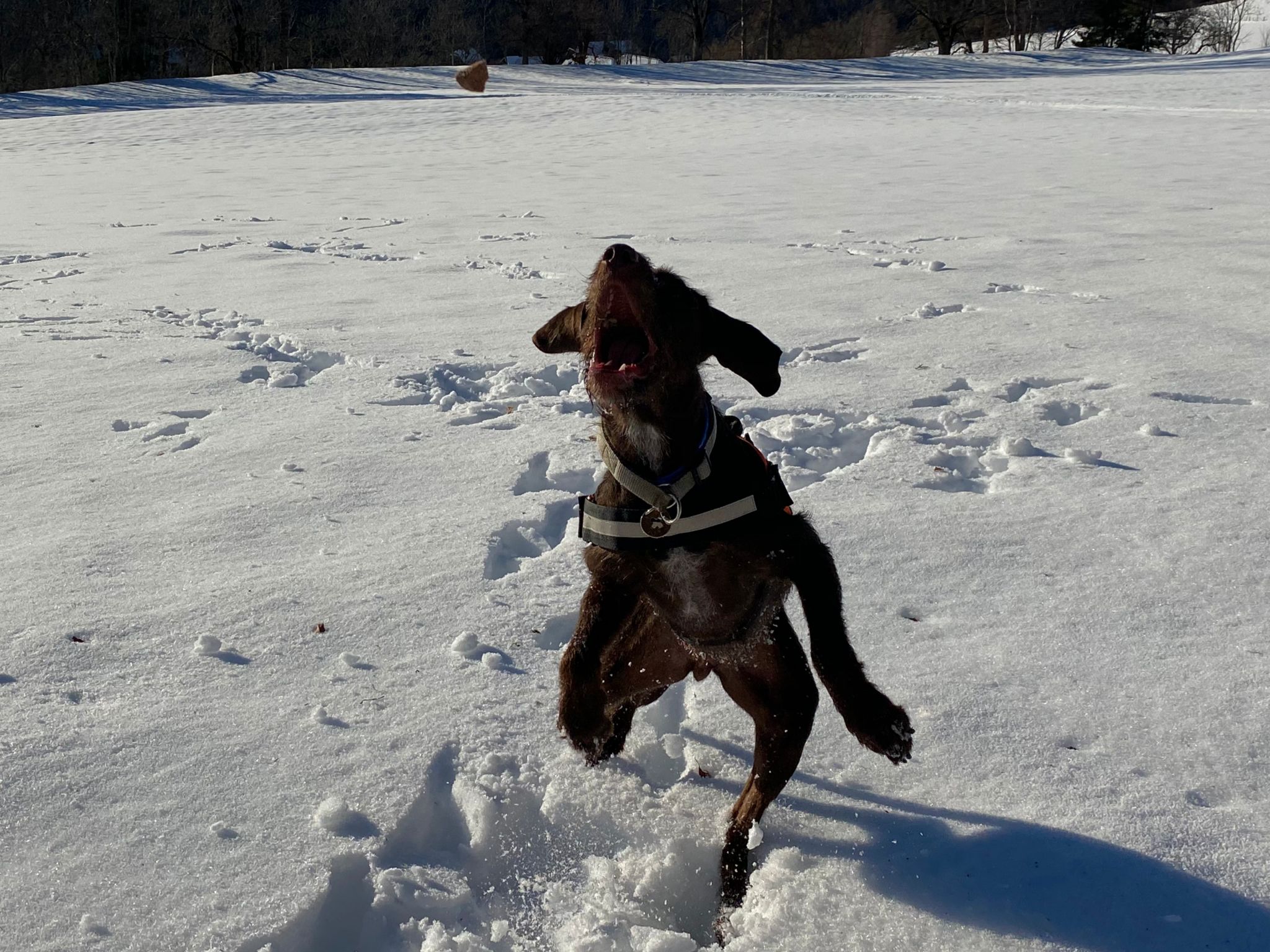 Hunde motivieren: Motivation des Hundes beim Trailing steigern