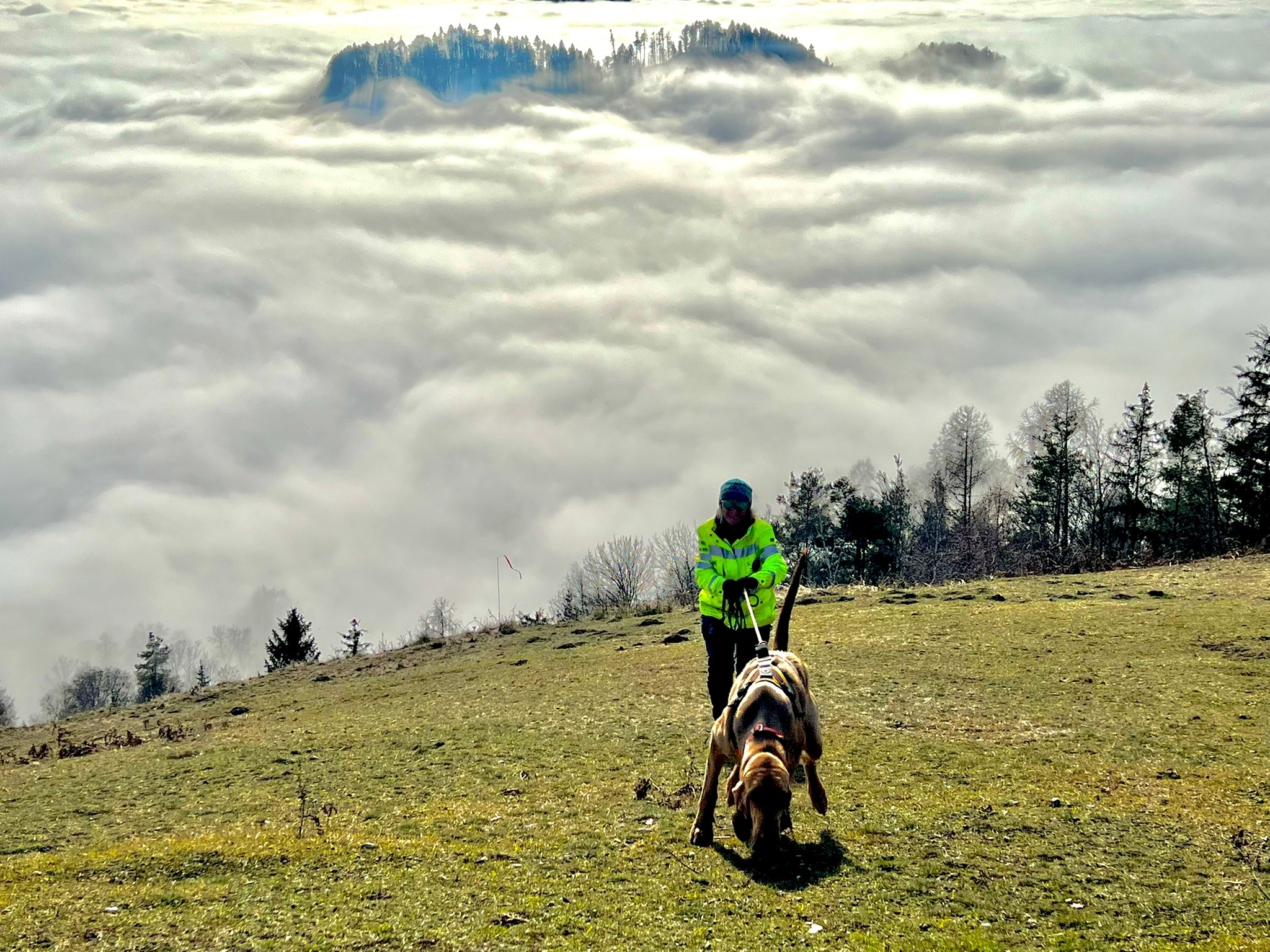 K9 Suchhunde: Trail Error im Mantrailing