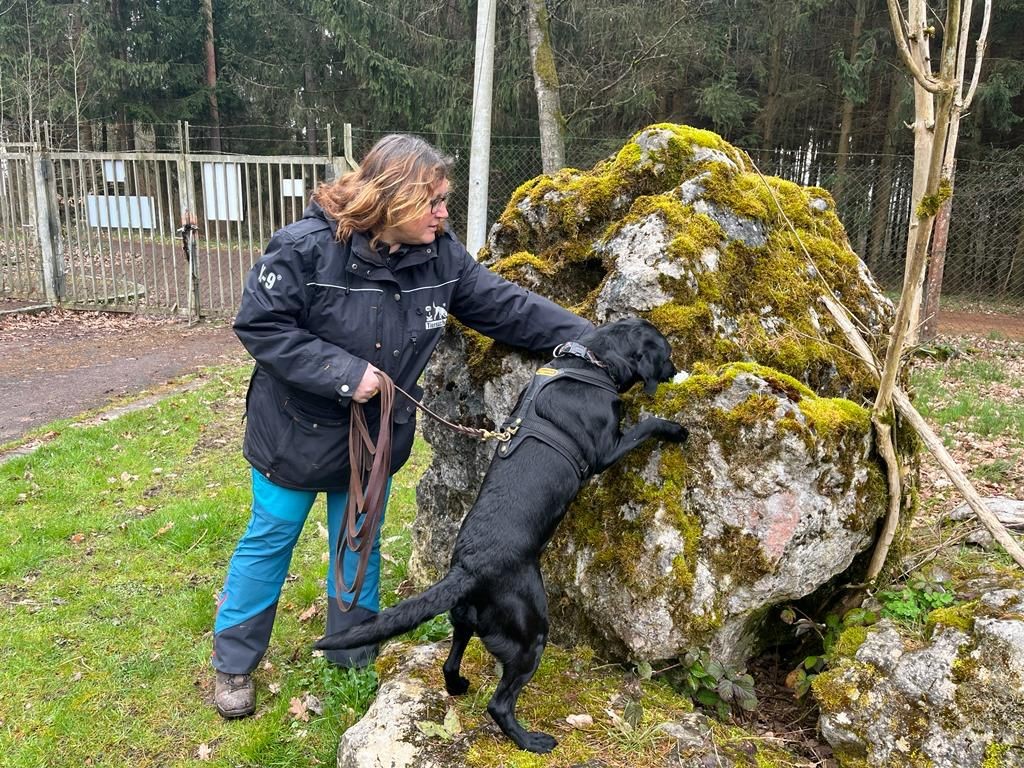K9 suchhund am scheidepunkt orientieren oder troedeln